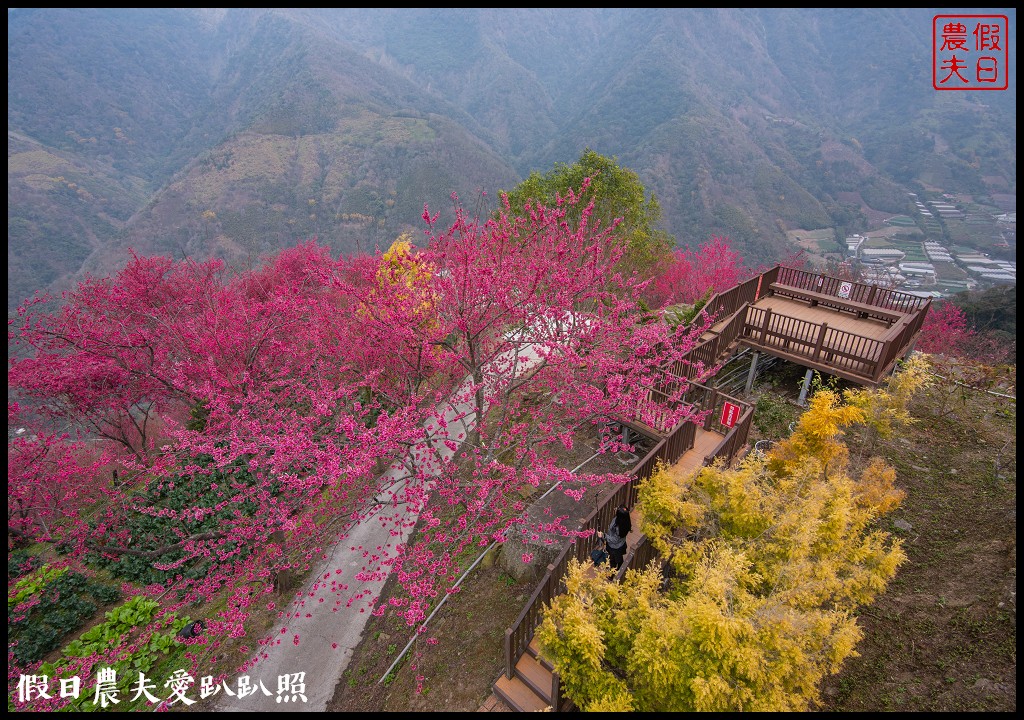 賞櫻新秘境❗️望高茶園景觀餐廳．隱藏在山坡下的櫻花秘境