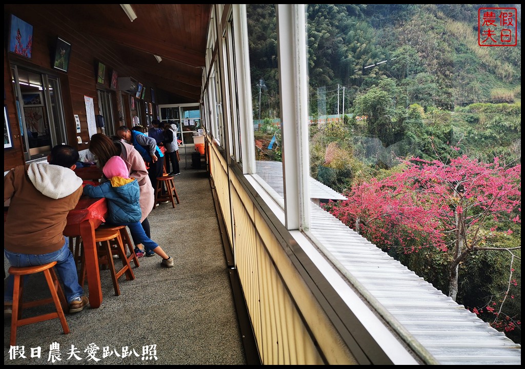 賞櫻新秘境❗️望高茶園景觀餐廳．隱藏在山坡下的櫻花秘境
