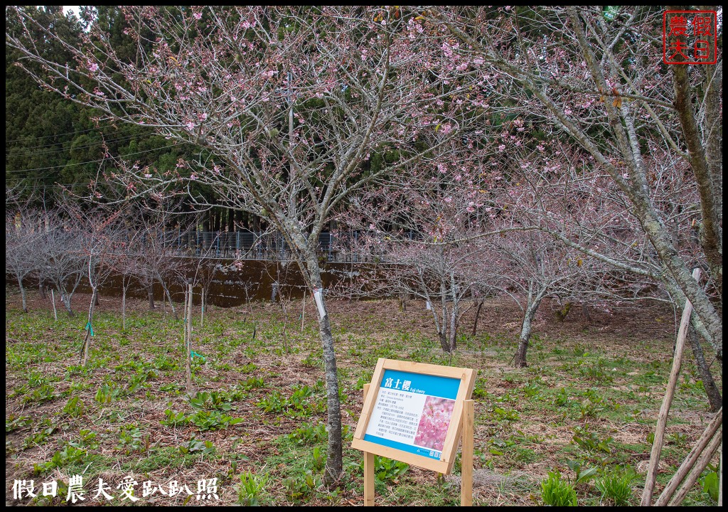 福壽山農場千櫻園111年開始收費．千櫻園給您好姻緣