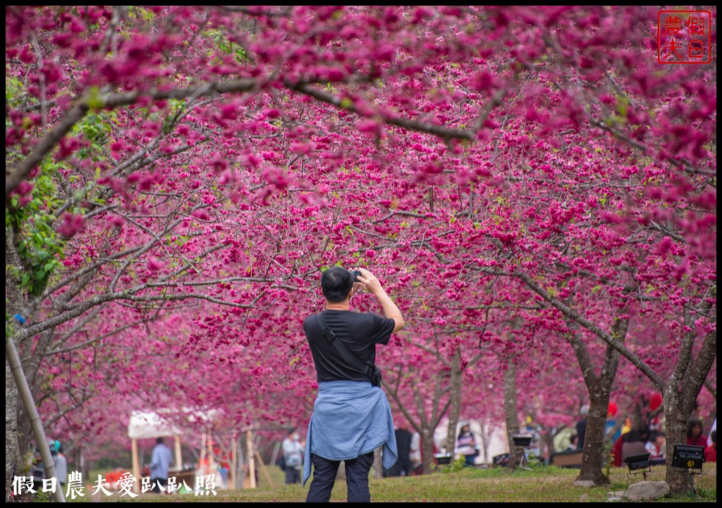 九族文化村櫻花祭|5000棵八重櫻富士櫻吉野櫻即將盛開 @假日農夫愛趴趴照