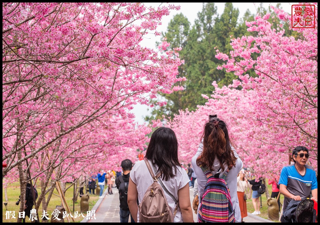 九族文化村櫻花祭|5000棵八重櫻富士櫻吉野櫻即將盛開