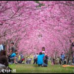 九族文化村櫻花祭|5000棵八重櫻富士櫻吉野櫻即將盛開 @假日農夫愛趴趴照