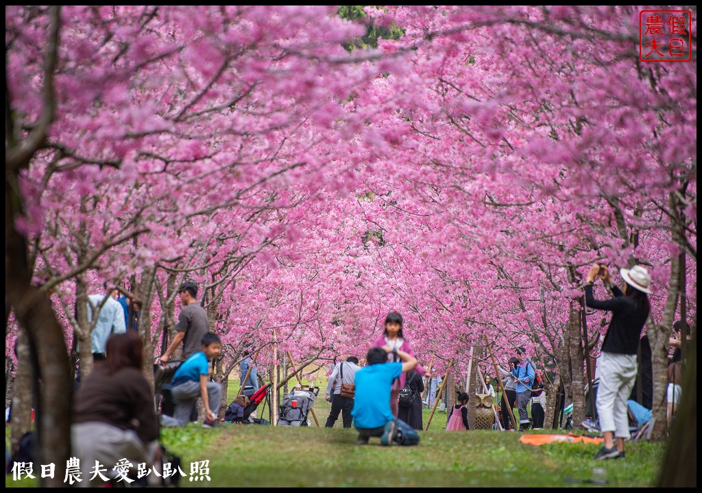 九族文化村櫻花祭|5000棵八重櫻富士櫻吉野櫻同時盛開 @假日農夫愛趴趴照