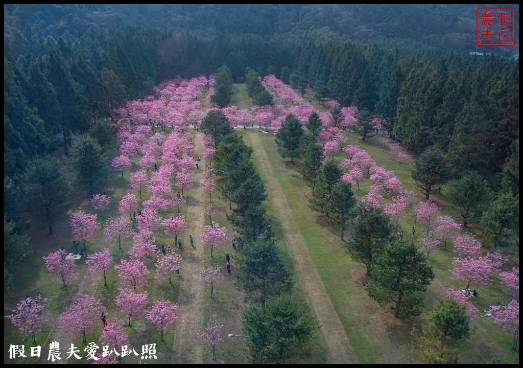 九族文化村櫻花祭|5000棵八重櫻富士櫻吉野櫻即將盛開