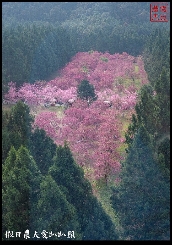 九族文化村櫻花祭|5000棵八重櫻富士櫻吉野櫻同時盛開