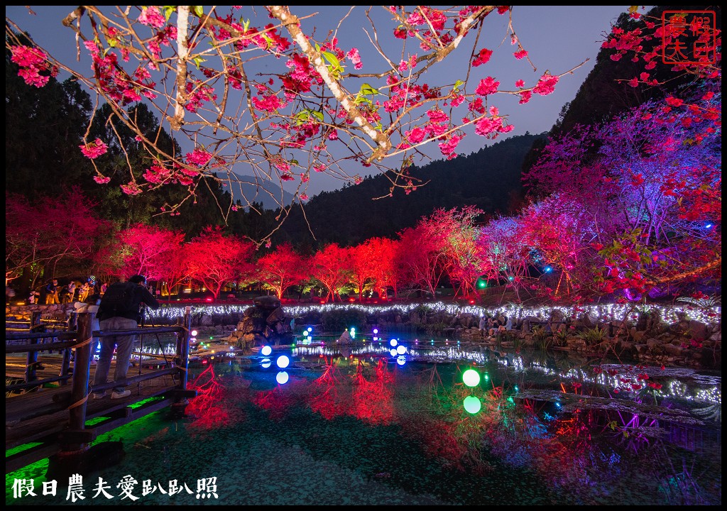 九族文化村櫻花祭|5000棵八重櫻富士櫻吉野櫻同時盛開