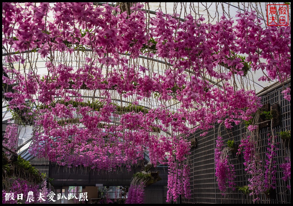 萌芳花卉農場|數萬株石斛蘭花盛開形成花瀑花牆花隧道