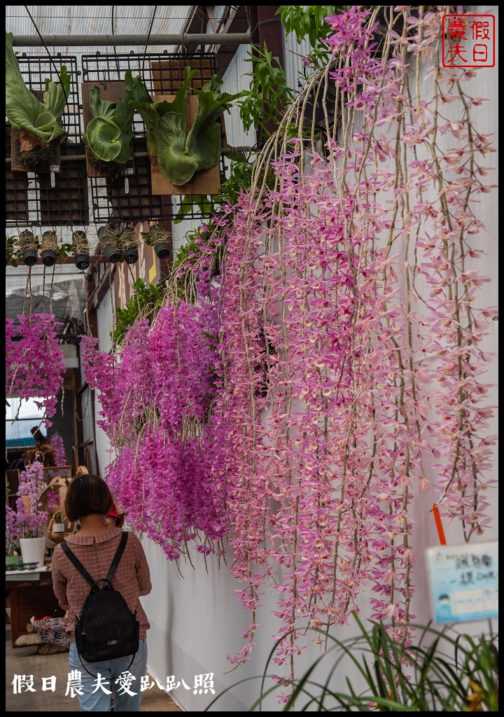 萌芳花卉農場|數萬株石斛蘭花盛開形成花瀑花牆花隧道