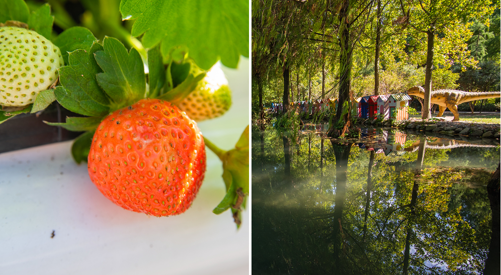台一生態農場草莓季開始了|楓葉落羽松也開始變色