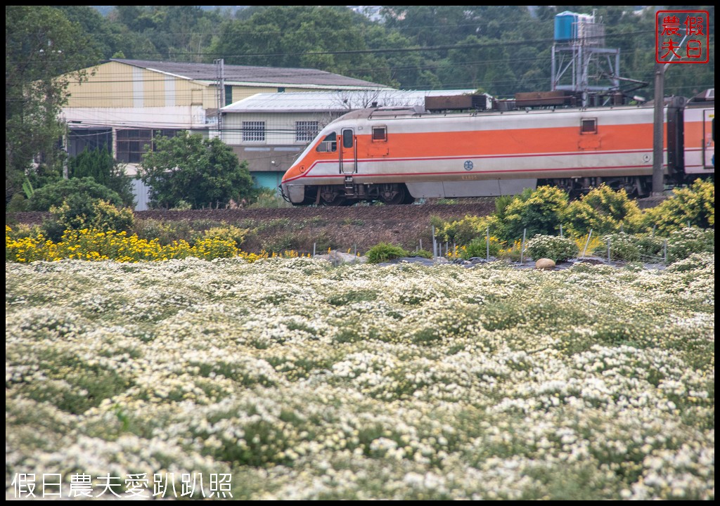 銅鑼杭菊|想拍火車和杭菊合體在這裡．最大食用菊-皇菊