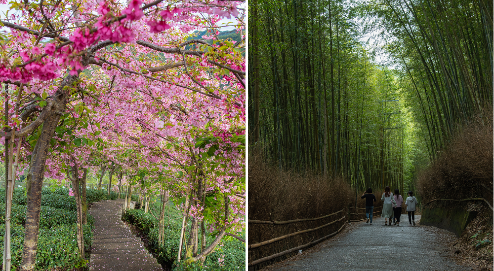 粉紅色的巨龍盤踞八卦茶園旁|枝垂櫻櫻花隧道盛開在綠色茶園超浪漫/竹海隧道