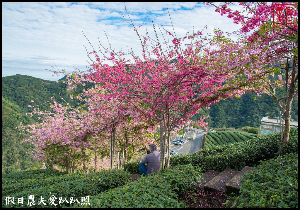 粉紅色的巨龍盤踞八卦茶園旁|枝垂櫻櫻花隧道盛開在綠色茶園超浪漫/竹海隧道