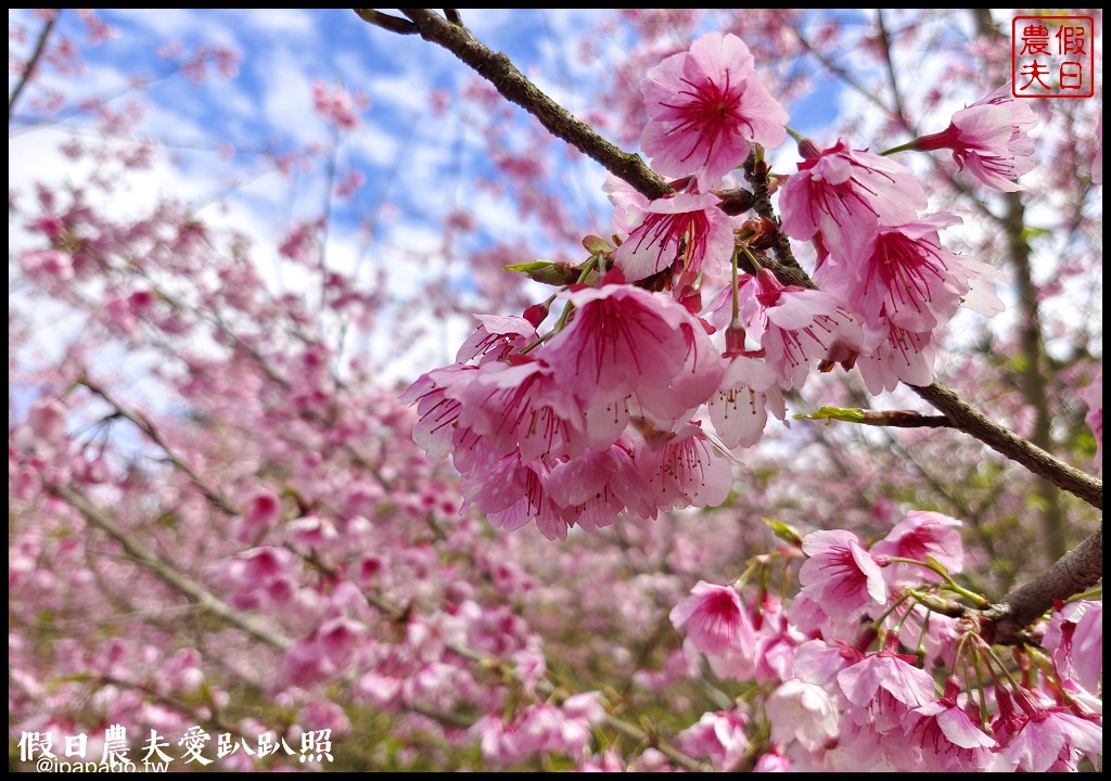 草嶺櫻花季|世界第一的咖啡與美麗櫻花相遇在青山坪咖啡農場