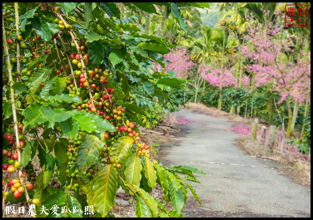 草嶺櫻花季|世界第一的咖啡與美麗櫻花相遇在青山坪咖啡農場 @假日農夫愛趴趴照