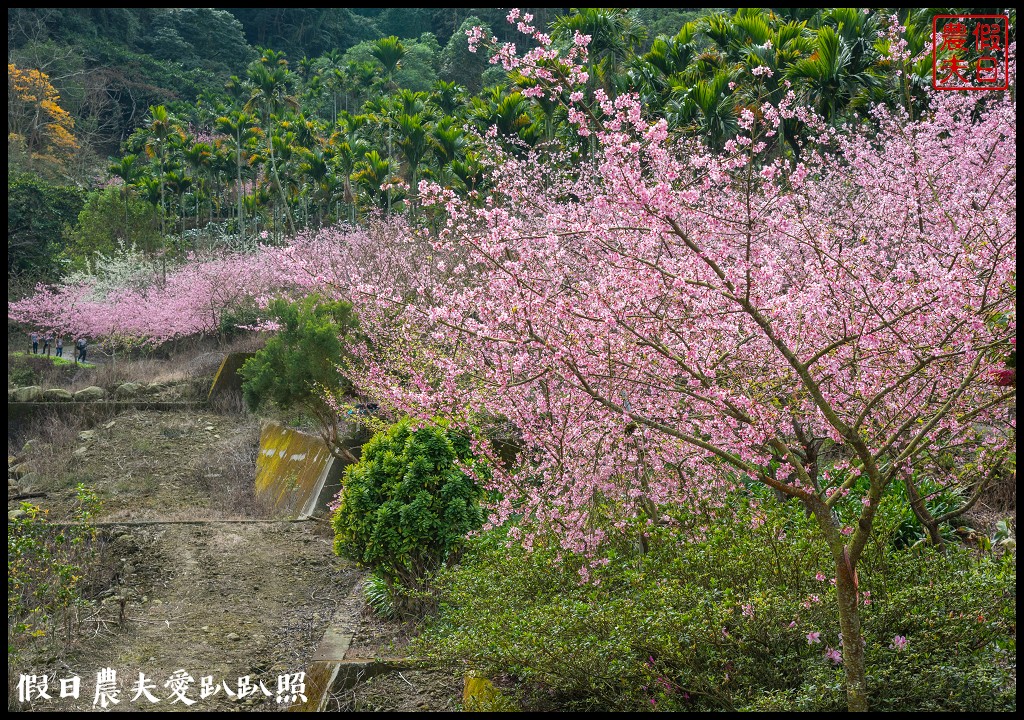 草嶺櫻花季|世界第一的咖啡與美麗櫻花相遇在青山坪咖啡農場 @假日農夫愛趴趴照