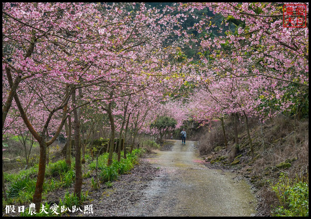 草嶺櫻花季|世界第一的咖啡與美麗櫻花相遇在青山坪咖啡農場