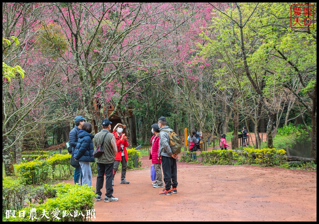櫻花滿開|全台最美停車場就在奧萬大森林遊樂區