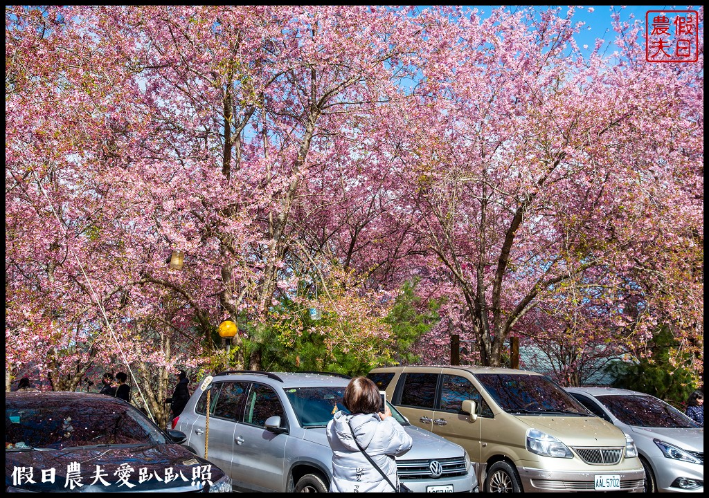 拉拉山恩愛農場櫻花盛開就像到了日本|花季期間交通管制措施