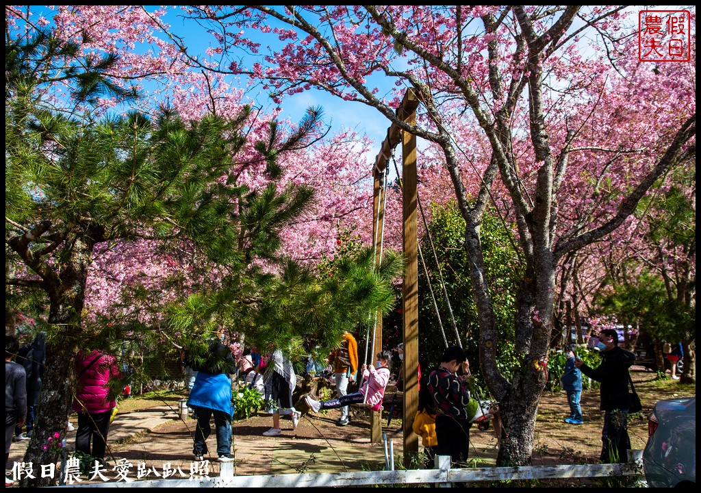 拉拉山恩愛農場櫻花盛開就像到了日本|花季期間交通管制措施