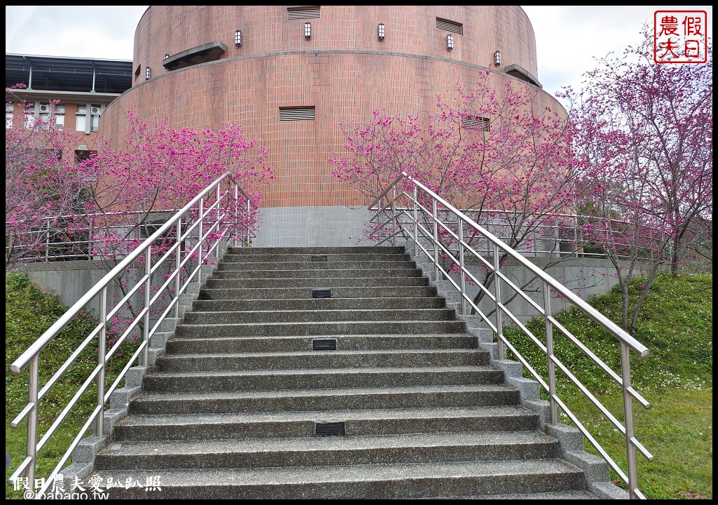 暨大行旅|隱藏在大學校園裡的高CP值住宿/櫻花季還可以在櫻花樹下野餐品茗