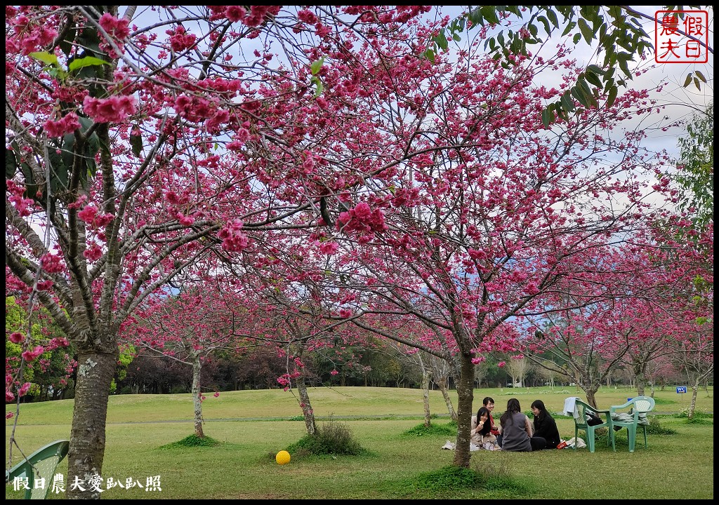 暨大行旅|隱藏在大學校園裡的高CP值住宿/櫻花季還可以在櫻花樹下野餐品茗