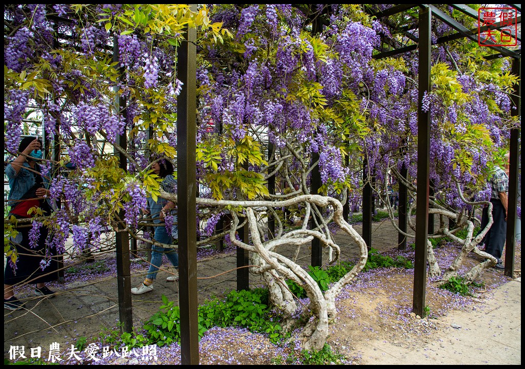 紫色浪漫風暴來襲|瑞里紫藤花季開始了目前最美在這裡
