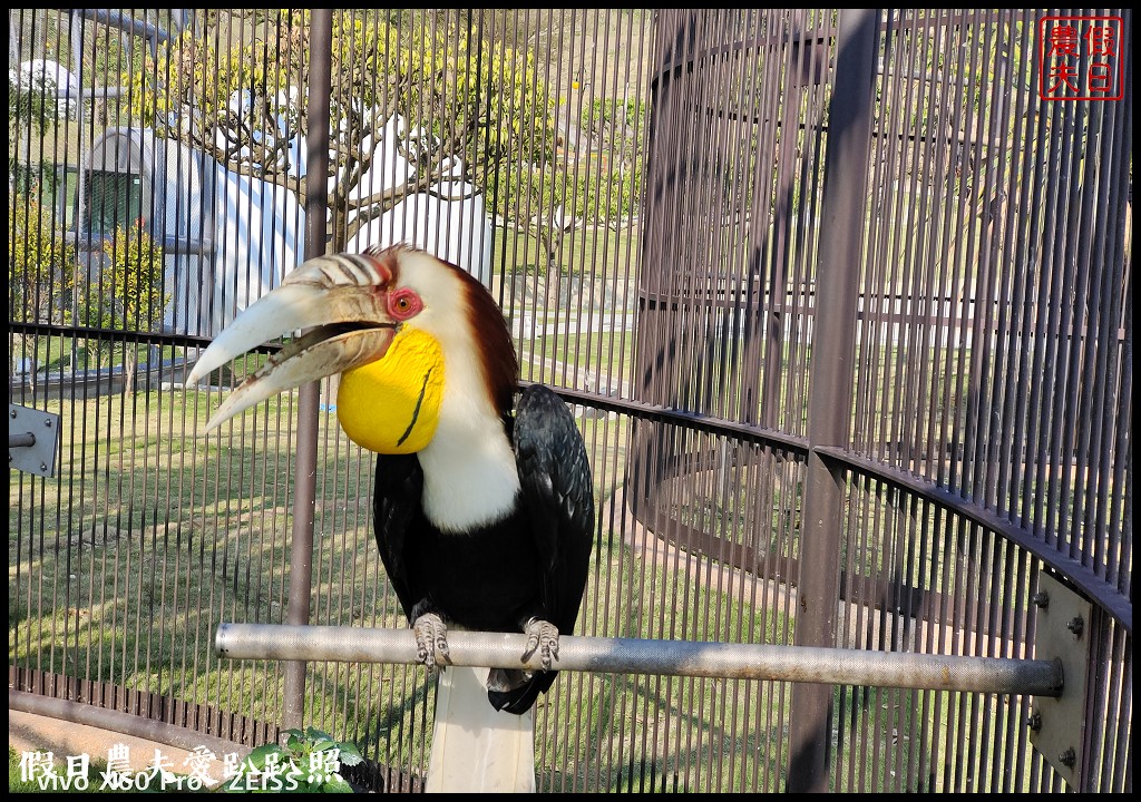 草屯九九峰動物樂園|佔地20公頃亞洲最大的國際級鳥園8/19正式開幕
