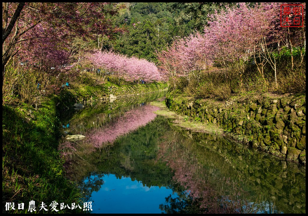 杉林溪粉色的椿寒櫻和白色霧社櫻盛開 晚上還有少見的神木螢導覽