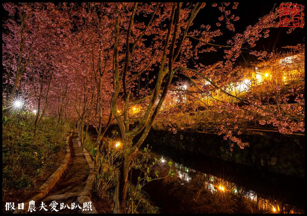 杉林溪粉色的椿寒櫻和白色霧社櫻盛開 晚上還有少見的神木螢導覽