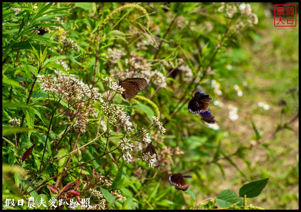 林內紫斑蝶季|近距離觀察紫斑蝶還能免費欣賞蜀葵花
