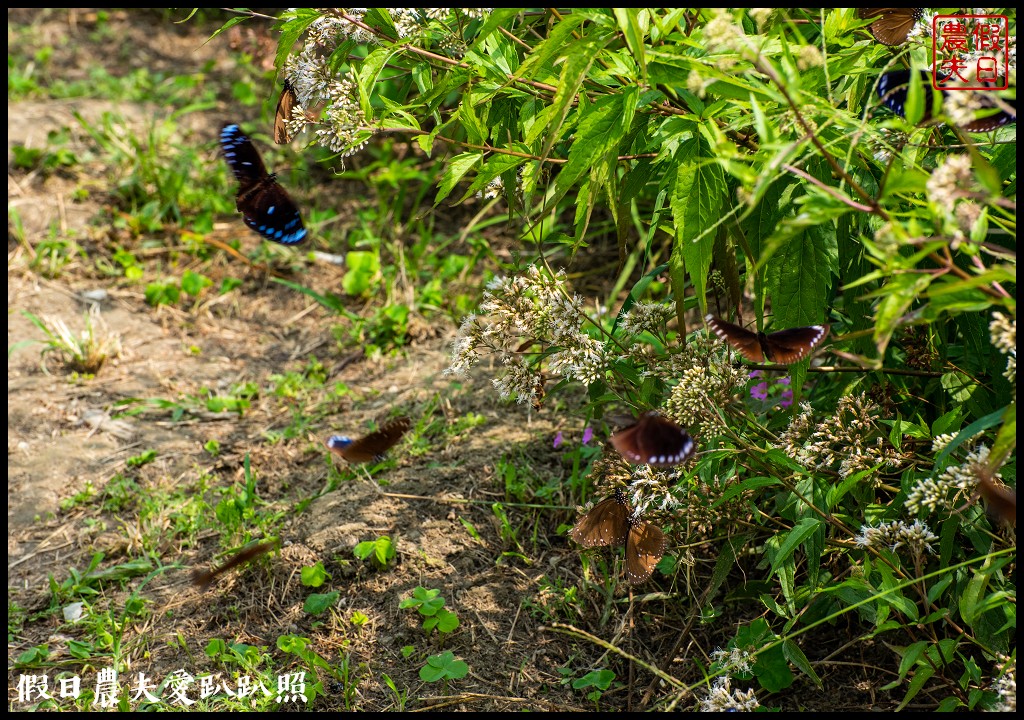 林內紫斑蝶季|近距離觀察紫斑蝶還能免費欣賞蜀葵花 @假日農夫愛趴趴照
