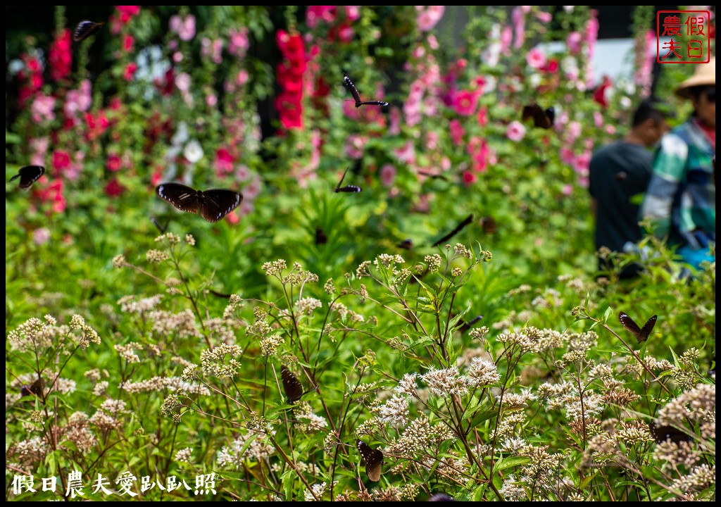 林內紫斑蝶季|近距離觀察紫斑蝶還能免費欣賞蜀葵花