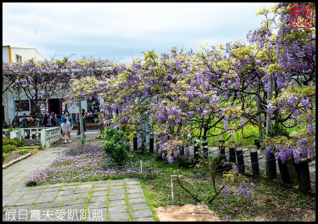 紫藤咖啡園一店屯山園區|台灣最大的紫藤花海盛開中|營業時間交通