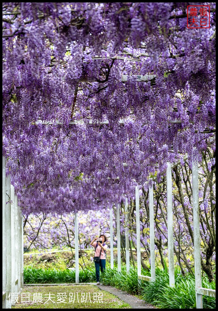 紫藤咖啡園一店屯山園區|台灣最大的紫藤花海盛開中|營業時間交通