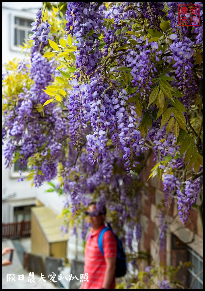 紫色浪漫風暴來襲|瑞里紫藤花季開始了目前最美在這裡