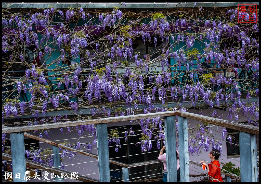 紫色浪漫風暴來襲|瑞里紫藤花季開始了一日遊怎麼玩