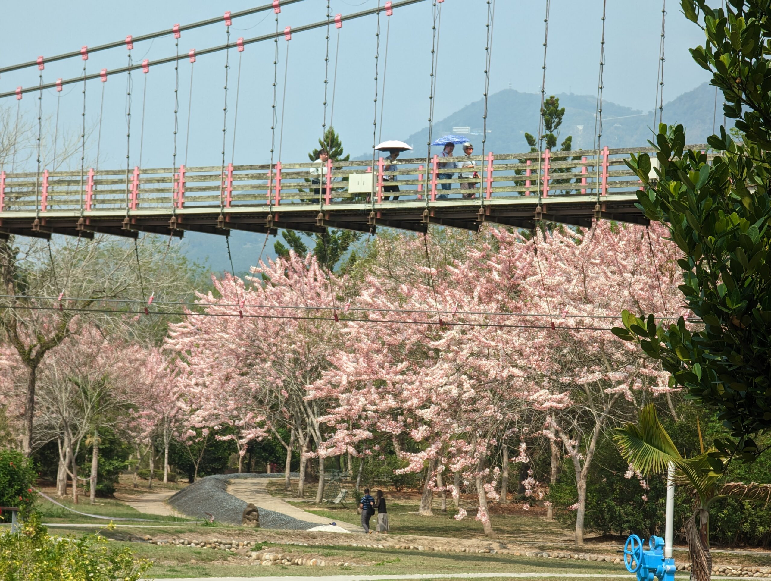 竹崎親水公園花旗木開了|順遊阿里山鐵路登山起點竹崎車站