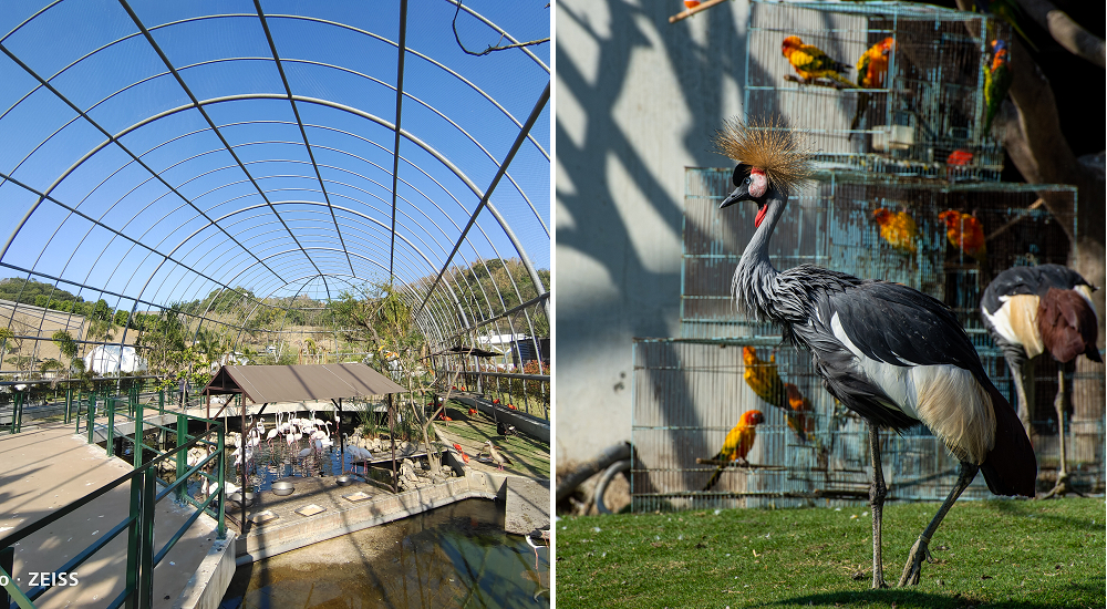 草屯九九峰動物樂園|亞洲最大的國際級鳥園即將開園 @假日農夫愛趴趴照