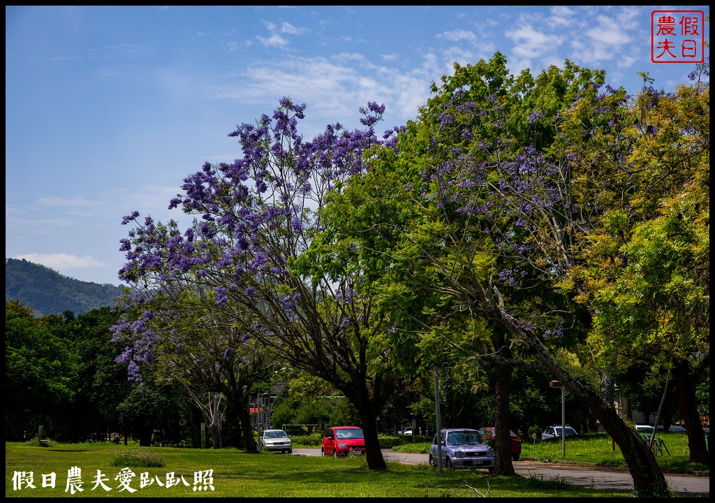 暨南大學花旗木季|同時可以欣賞桐花和藍花楹