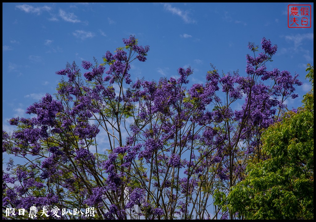 暨南大學花旗木季|同時可以欣賞桐花和藍花楹
