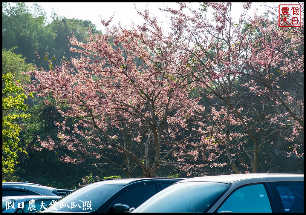 竹崎親水公園花旗木開了|順遊阿里山鐵路登山起點竹崎車站