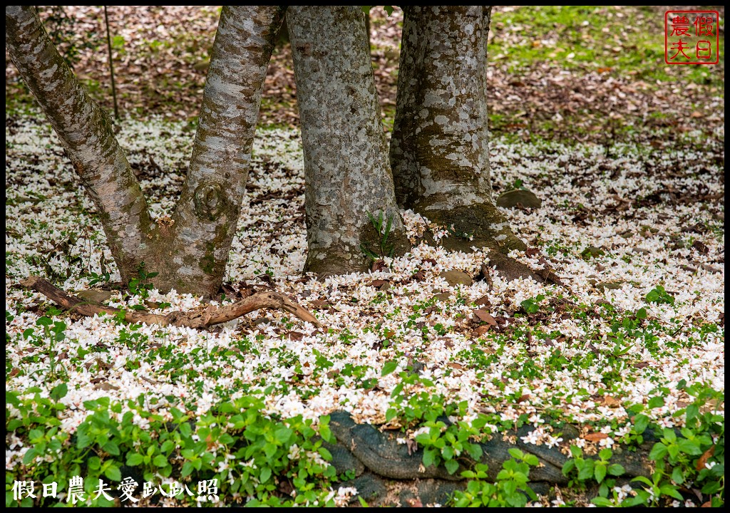 古坑荷苞山桐花公園|滿滿的白色花地毯等你來拍照