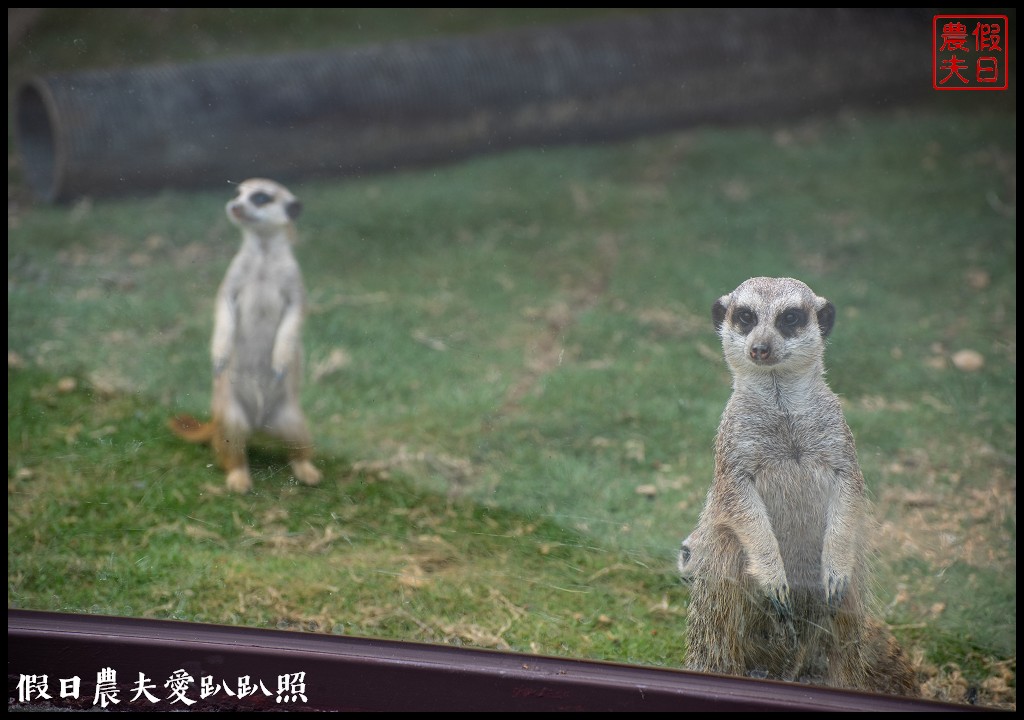 草屯九九峰動物樂園|亞洲最大的國際級鳥園即將開園