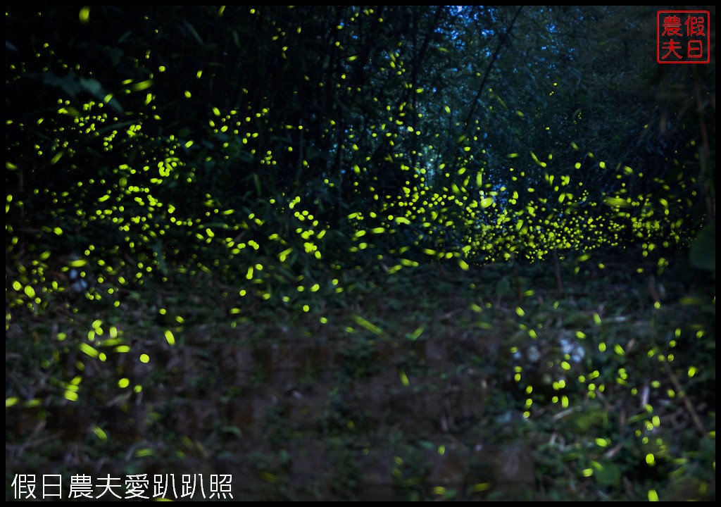 溪頭螢火蟲季|探索晚上的溪頭觀賞夜間精靈螢光森林派對/螢光市集音樂會