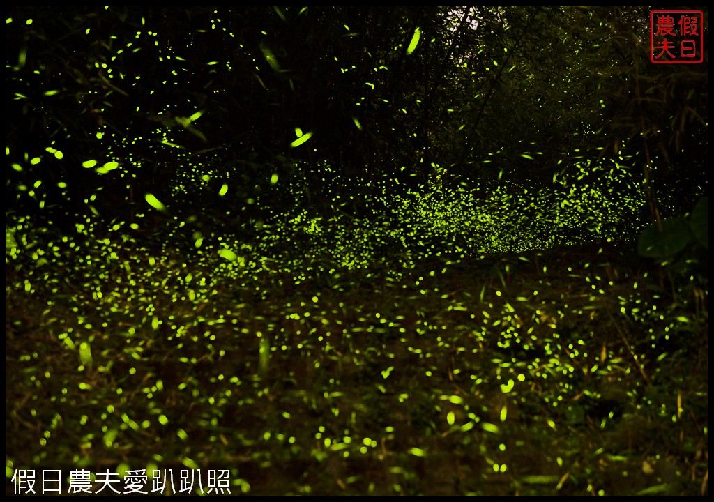 溪頭螢火蟲季|探索晚上的溪頭觀賞夜間精靈螢光森林派對/螢光市集音樂會