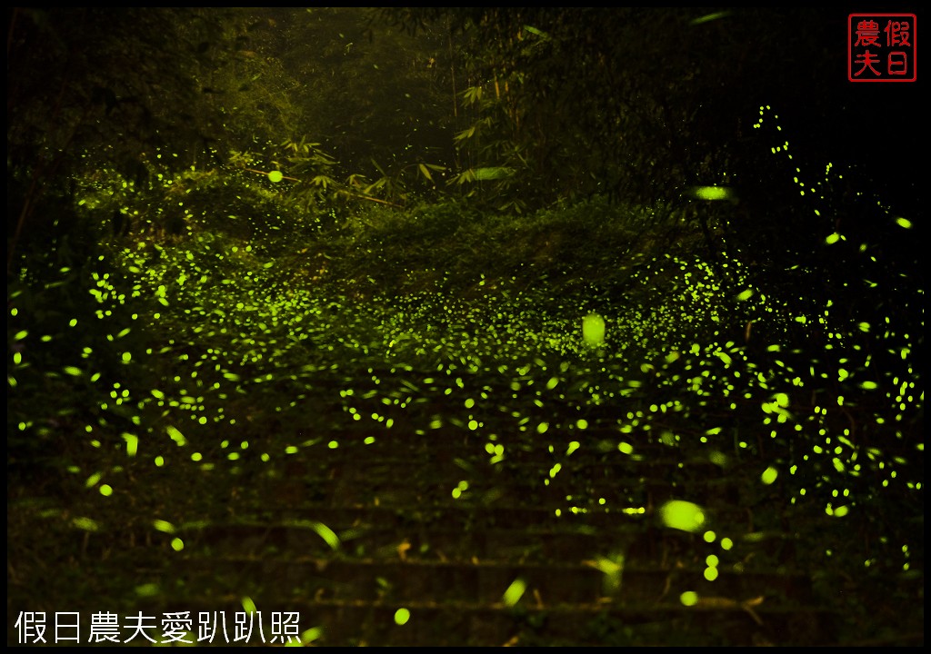 2022溪頭螢火蟲季|探索晚上的溪頭觀賞夜間精靈螢光森林派對/螢光市集音樂會
