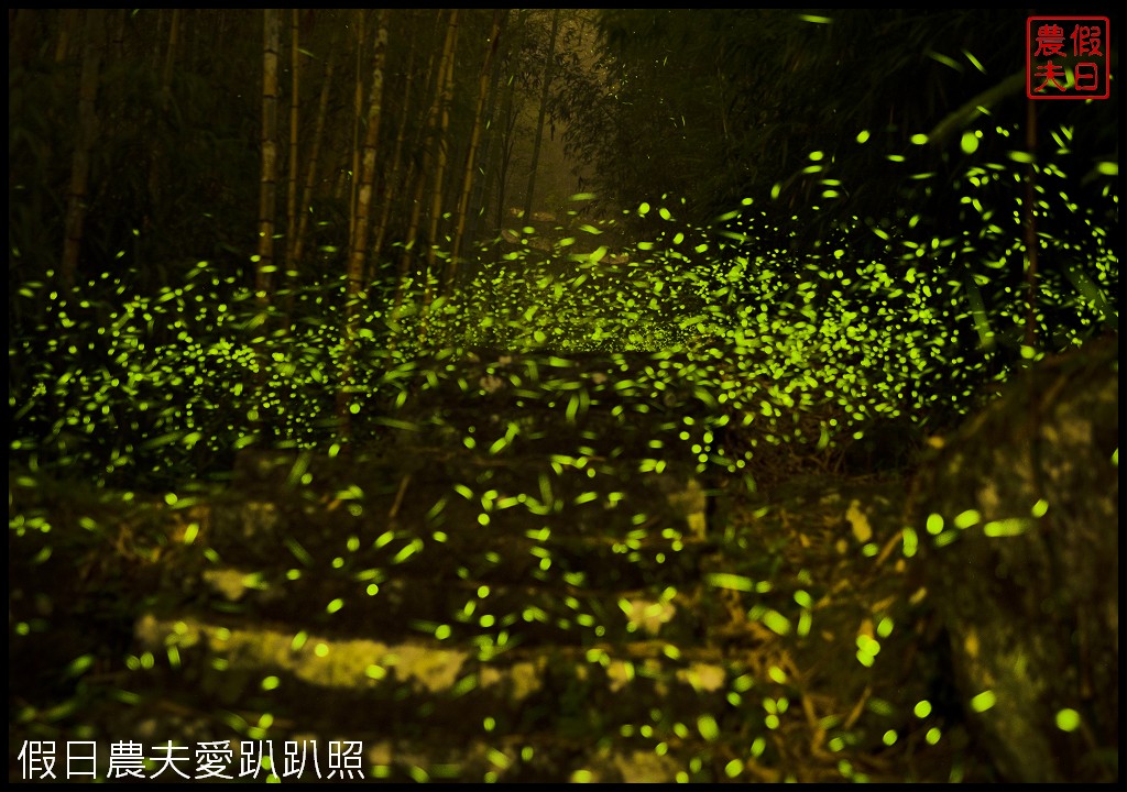 2022溪頭螢火蟲季|探索晚上的溪頭觀賞夜間精靈螢光森林派對/螢光市集音樂會