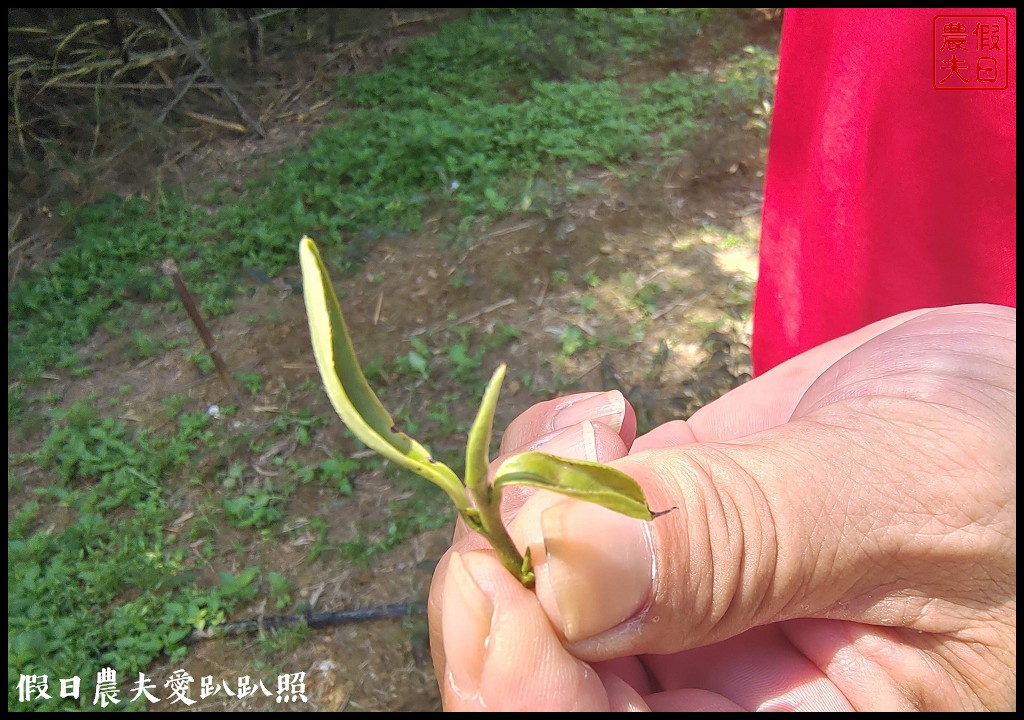 三灣永和山茶廠|神農獎傑出農民生產的東方美人茶