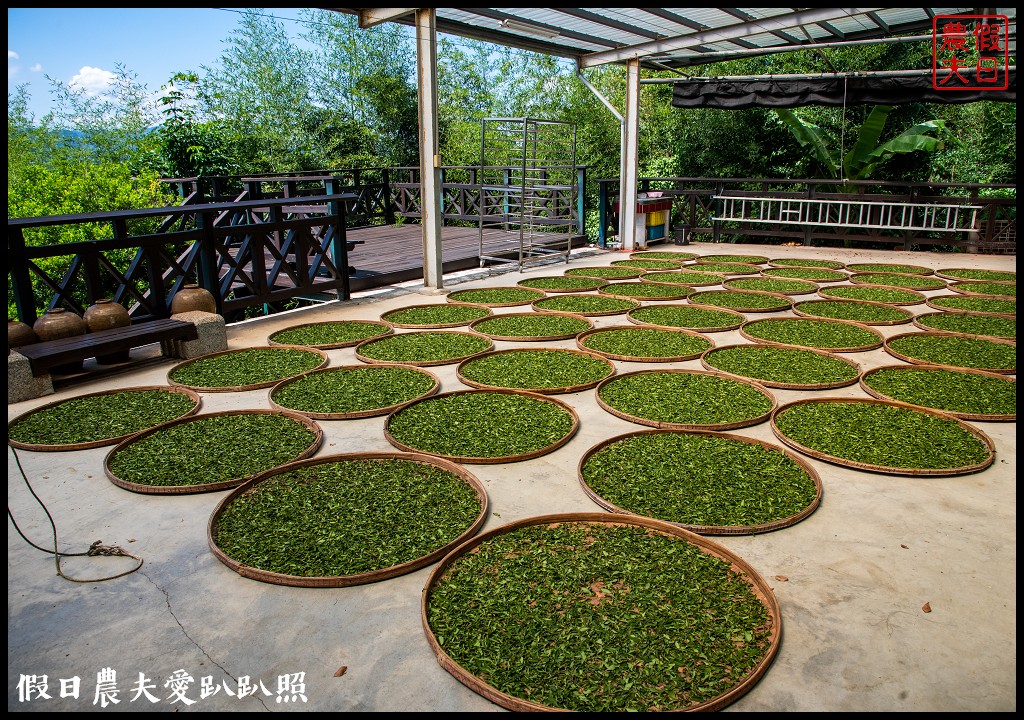 三灣永和山茶廠|神農獎傑出農民生產的東方美人茶