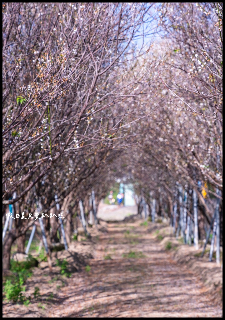 芬園花卉生產休憩園區|鴛鴦梅梅花隧道超好拍 櫻花即將盛開